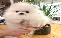 Pomeranian dogs for sale: Korean–Russian Exclusive Teddy Bear Pomeranian ✨🐻 - Advert 18