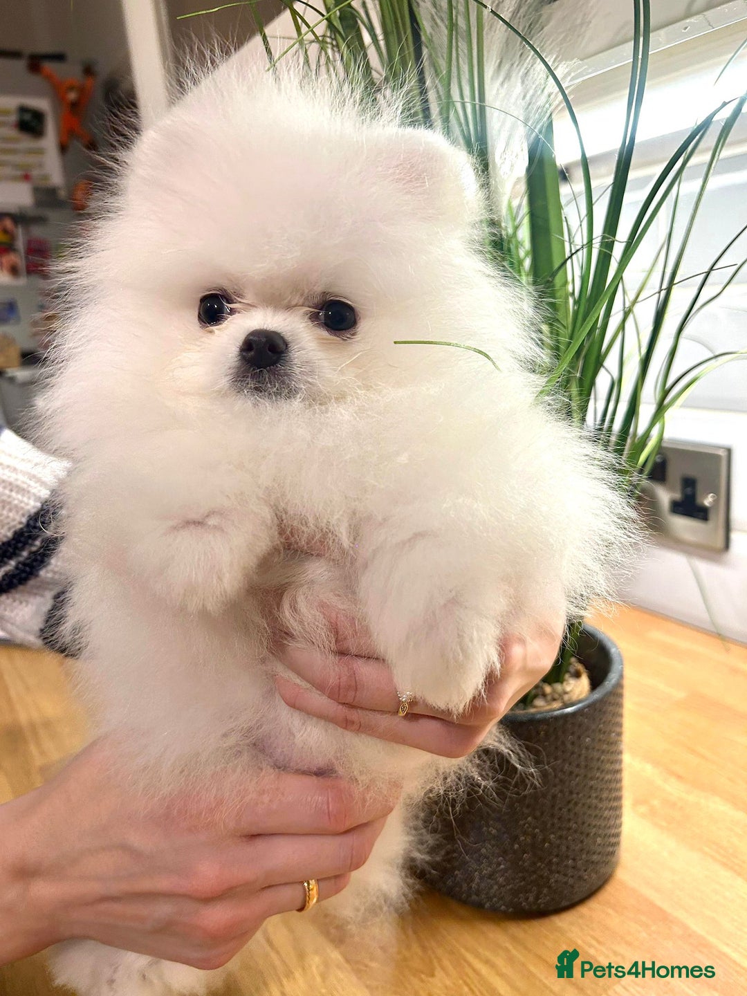 Pomeranian dogs for sale: Korean–Russian Exclusive Teddy Bear Pomeranian ✨🐻 - Advert 18