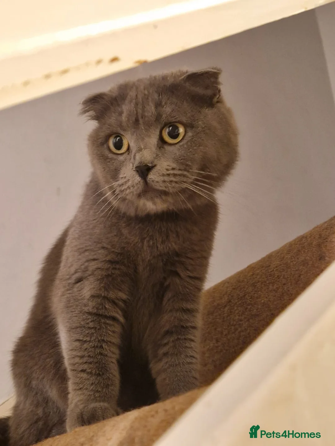 Scottish Fold cats for sale: 6 SCOTTISH FOLD KITTENS FOR SALE - Advert 20