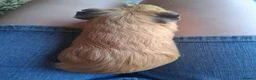 Guinea Pig rodents for sale: 2 bonded guinea pig girls in Sleaford - Advert 11