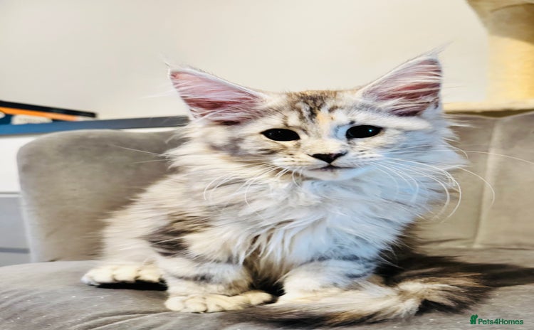Maine Coon cats - Advert 4