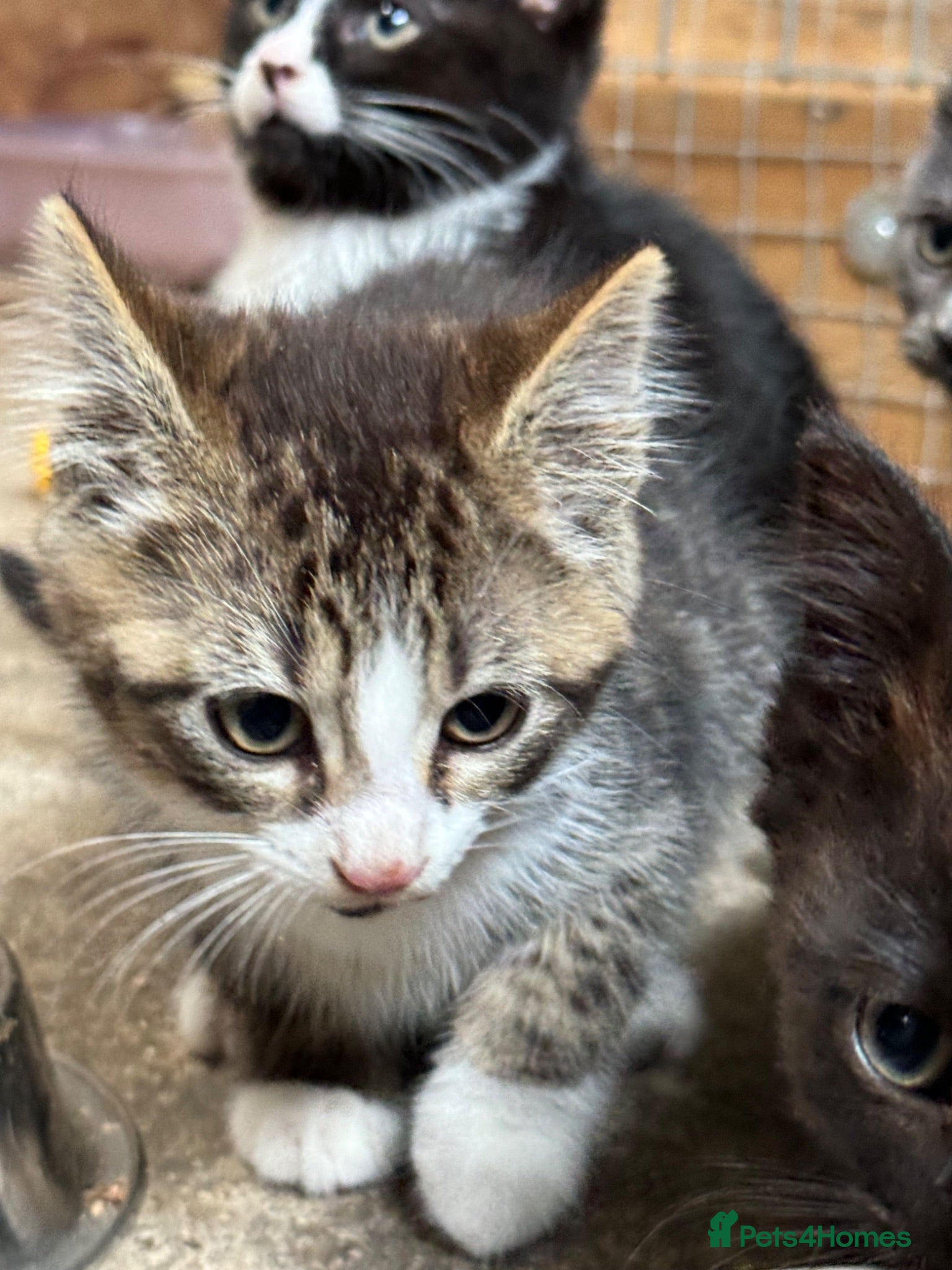 British Shorthair cats Offers taken - beautiful kittens  - Advert 2