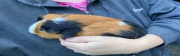 Guinea Pig rodents for sale: Male Guineapigs  - Advert 2