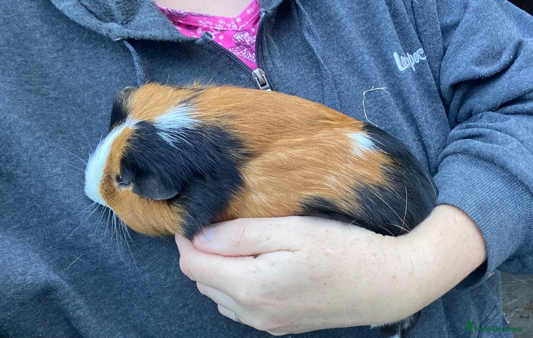 Guinea Pig rodents for sale: Male Guineapigs  - Advert 2