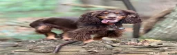 Cocker Spaniel dogs for sale: Liver (Chocolate) Working Cocker Spaniel Puppies  in Stourbridge - Advert 14
