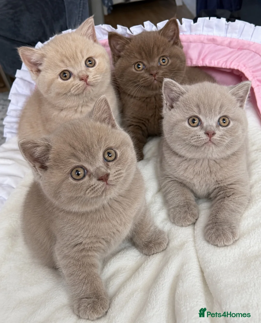 British Shorthair cats for sale:  Beautiful British shorthair  - Advert 1