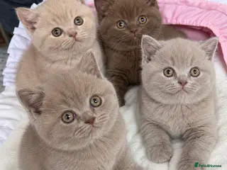 British Shorthair cats Beautiful British shorthair - Advert 9