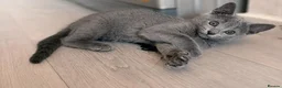 Russian Blue cats for sale: Beautiful Russian Blue Boy – Forever Home 💙 - Advert 7
