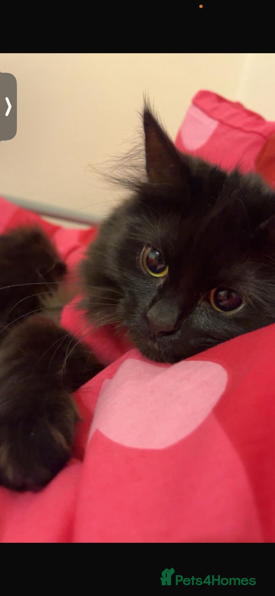 Mixed Breed cats Gorgeous Fluffy Black Cat - Advert 3