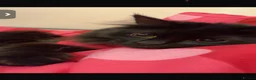 Mixed Breed cats for sale: Gorgeous Fluffy Black Cat - Advert 1