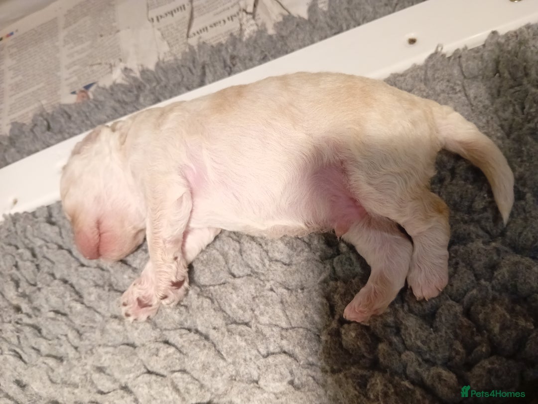 Mini Goldendoodle dogs for sale: Gorgeous Miniature Double Doodle puppies  - Advert 19