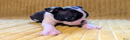 Boston Terrier dogs for sale: Adorable KC reg Boston Puppies  - Advert 5