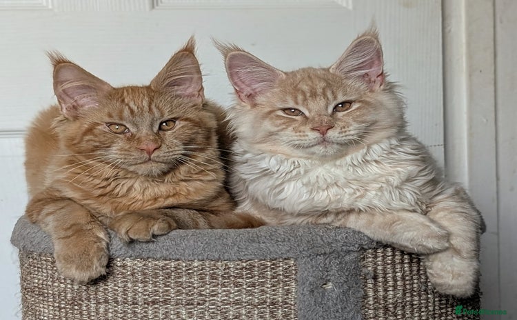 Maine Coon cats Tica registered Maine coon kittens - Advert 4