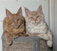 Maine Coon cats Tica registered Maine coon kittens - Advert 13