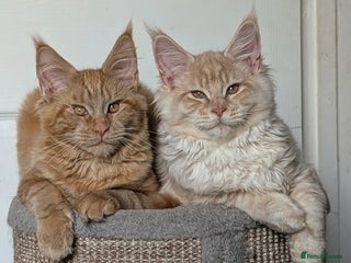 Maine Coon cats Tica registered Maine coon kittens - Advert 4