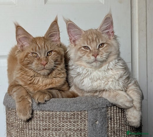 Maine Coon cats Tica registered Maine coon kittens - Advert 4