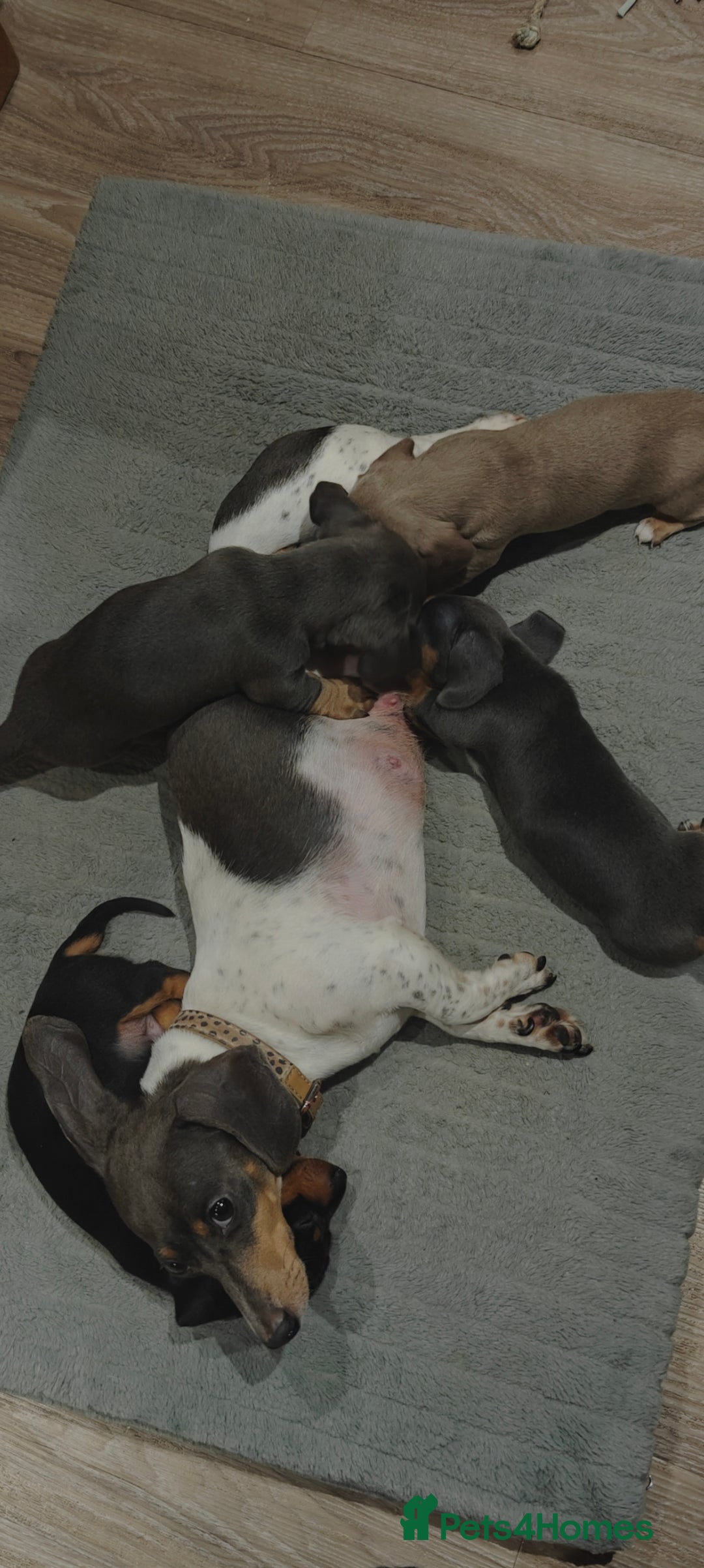 Miniature Dachshund dogs for sale: KC Miniature Shorthaired Dachshund puppy - Advert 9