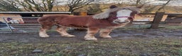 Irish Cob horses for sale: 8 Month Old Chestnut Filly - Advert 4