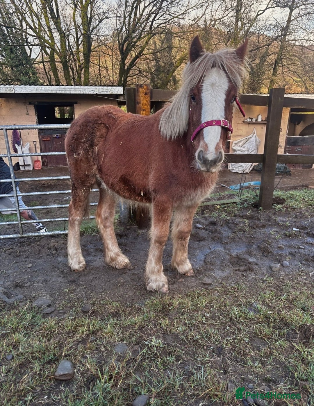 Irish Cob horses for sale: 8 Month Old Chestnut Filly - Advert 4