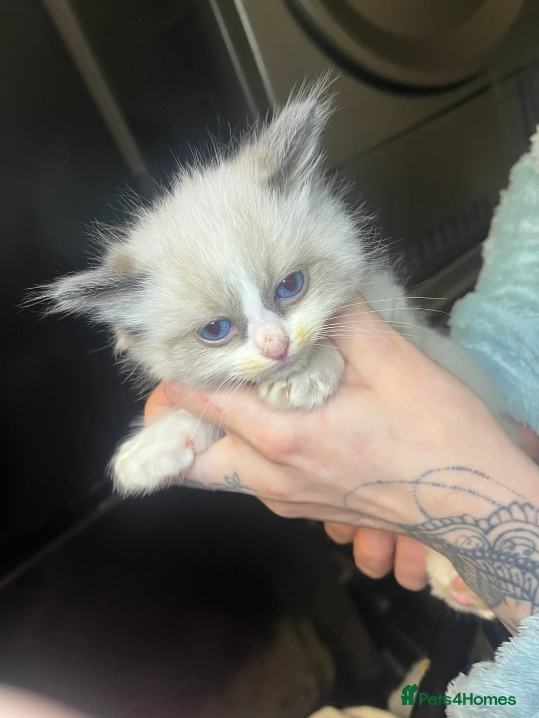 Ragdoll cats for sale: Beautiful Ragdoll boy  - Advert 2