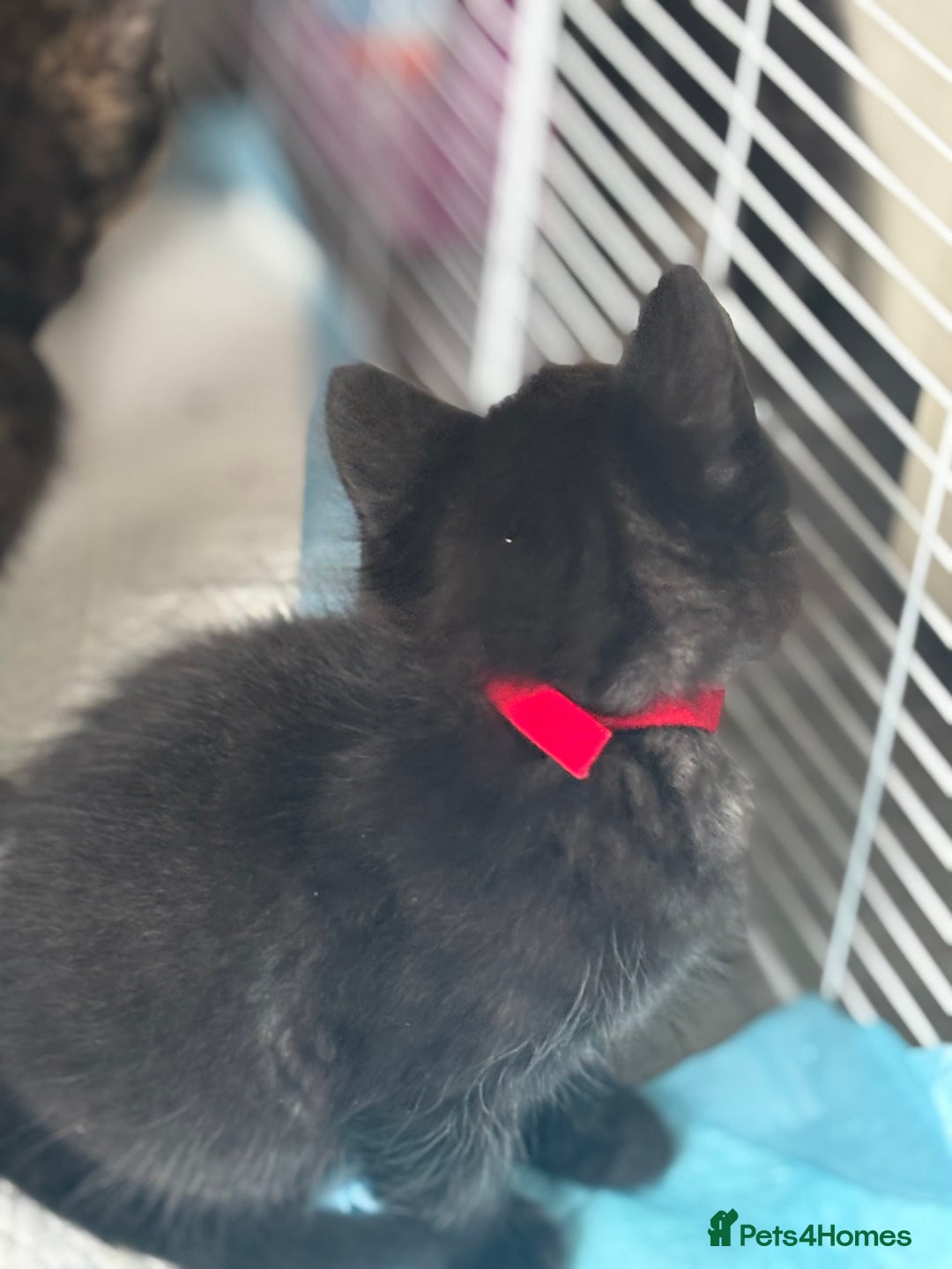 Mixed Breed cats for sale: Stunning litter of 7 kittens - Image 11