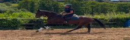 English Thoroughbred horses for sale: The dutchman  - Advert 3