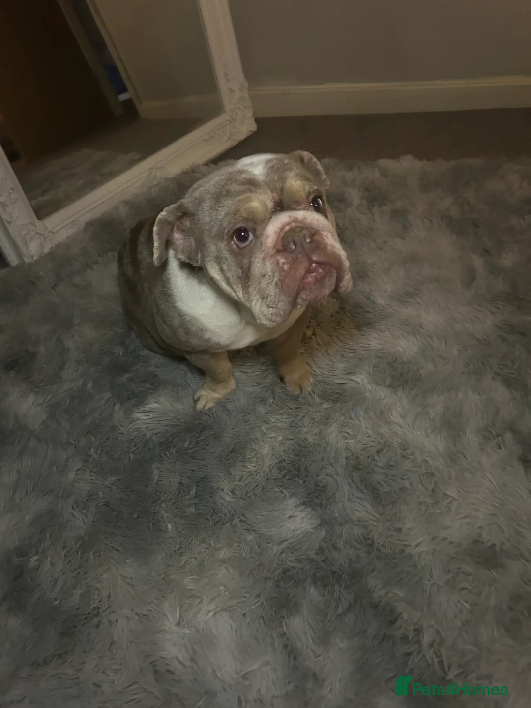 English Bulldog dogs for sale: I have a miniature merle bull dog 3 years old  - Advert 4