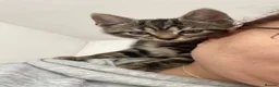 Bengal cats for sale:  Bengal kittens, ready to go! ❤️🏡 - Advert 20