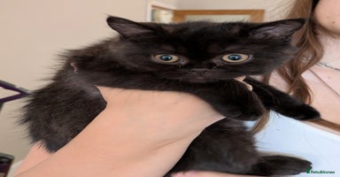 British Shorthair cats - Advert 15