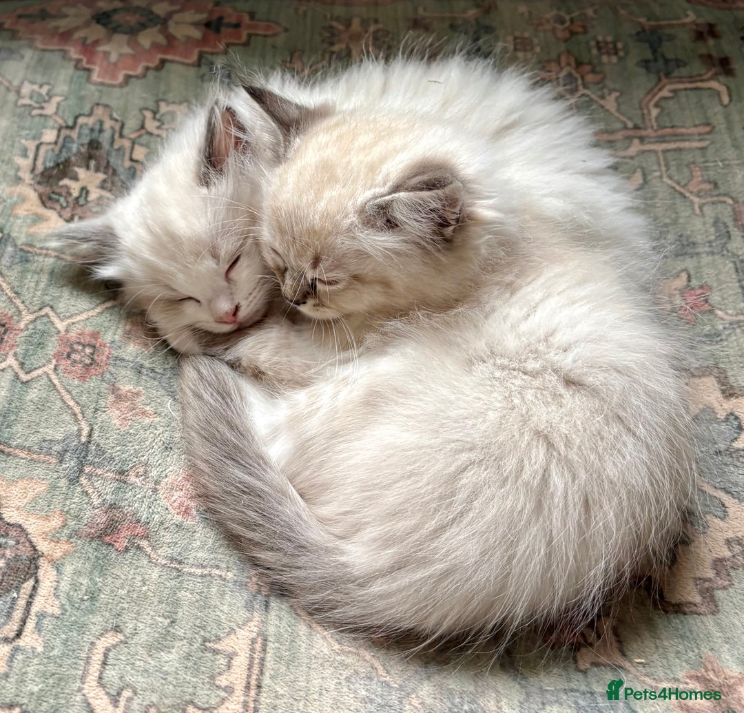 Ragdoll cats for sale: 5 Beautiful Ragdoll Kittens  - Image 8