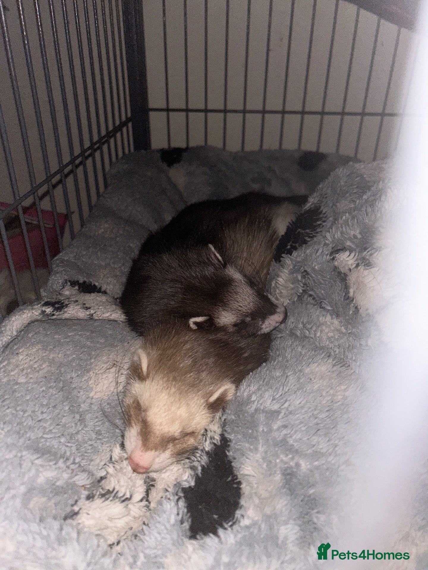 Ferret rodents for sale: 2 bonded female ferrets. - Advert 2