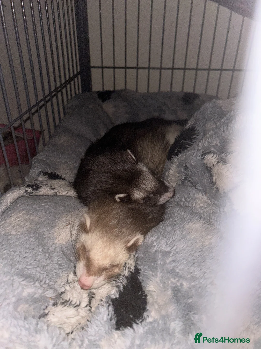 Ferret rodents for sale: 2 bonded female ferrets. - Advert 1
