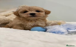 Maltipoo dogs for sale: 7 beautiful babies. Fully DNA &HEALTH tested clear - Image 16