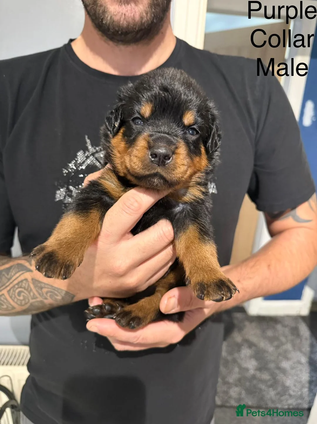 Rottweiler dogs for sale: Chunky Rottweiler Puppies - 6 girls 3 boys  - Advert 18