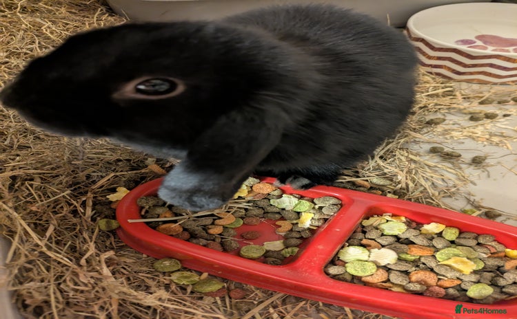 Mini Lop rabbits - Advert 3