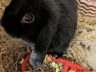 Mini Lop rabbits - Advert 23