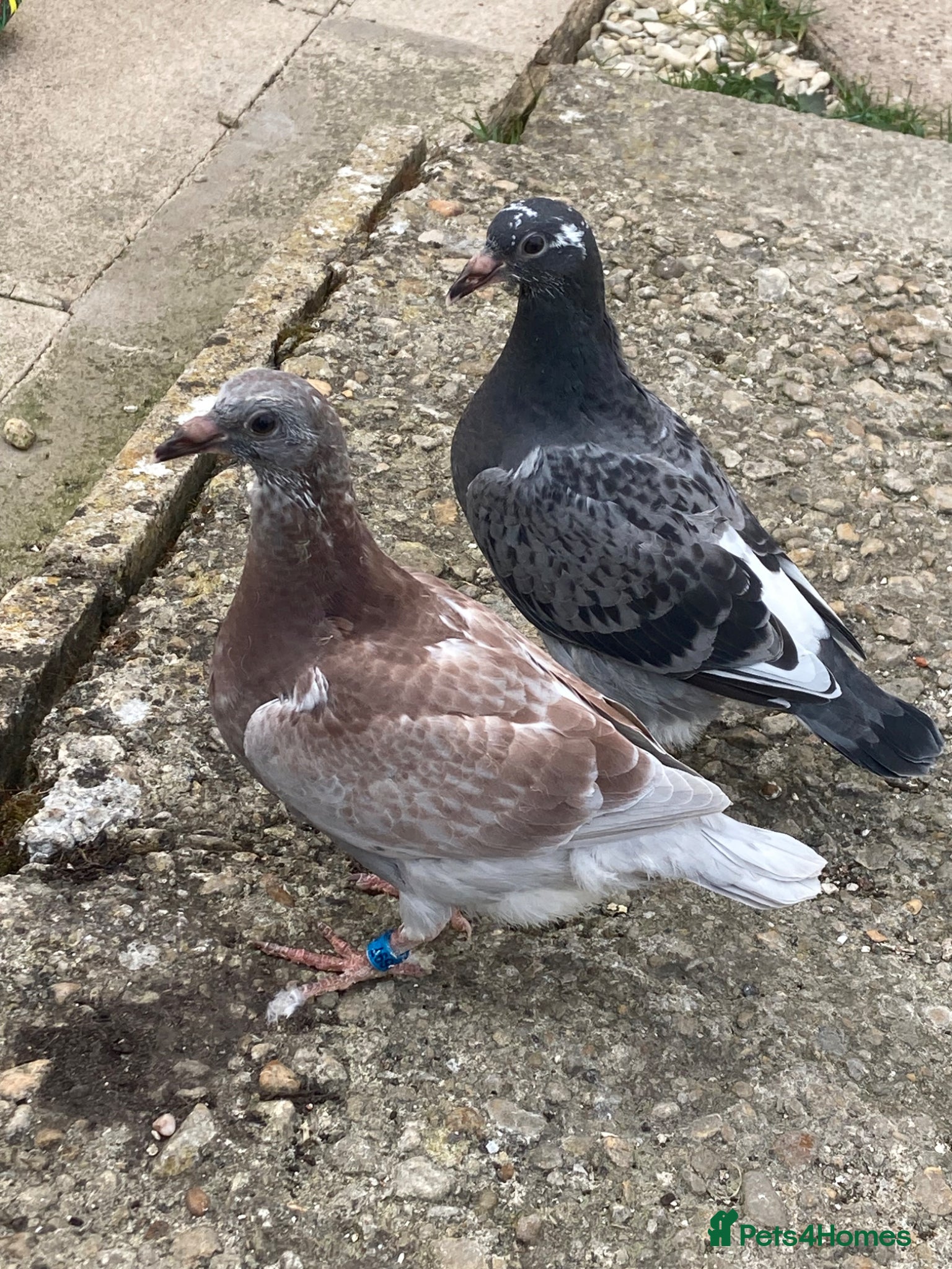 Pigeons birds 4 young birds  - Advert 1