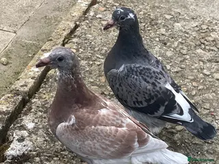 Pigeons birds for sale: 4 young birds - Advert 1