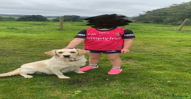 Mixed Breed dogs - Advert 5