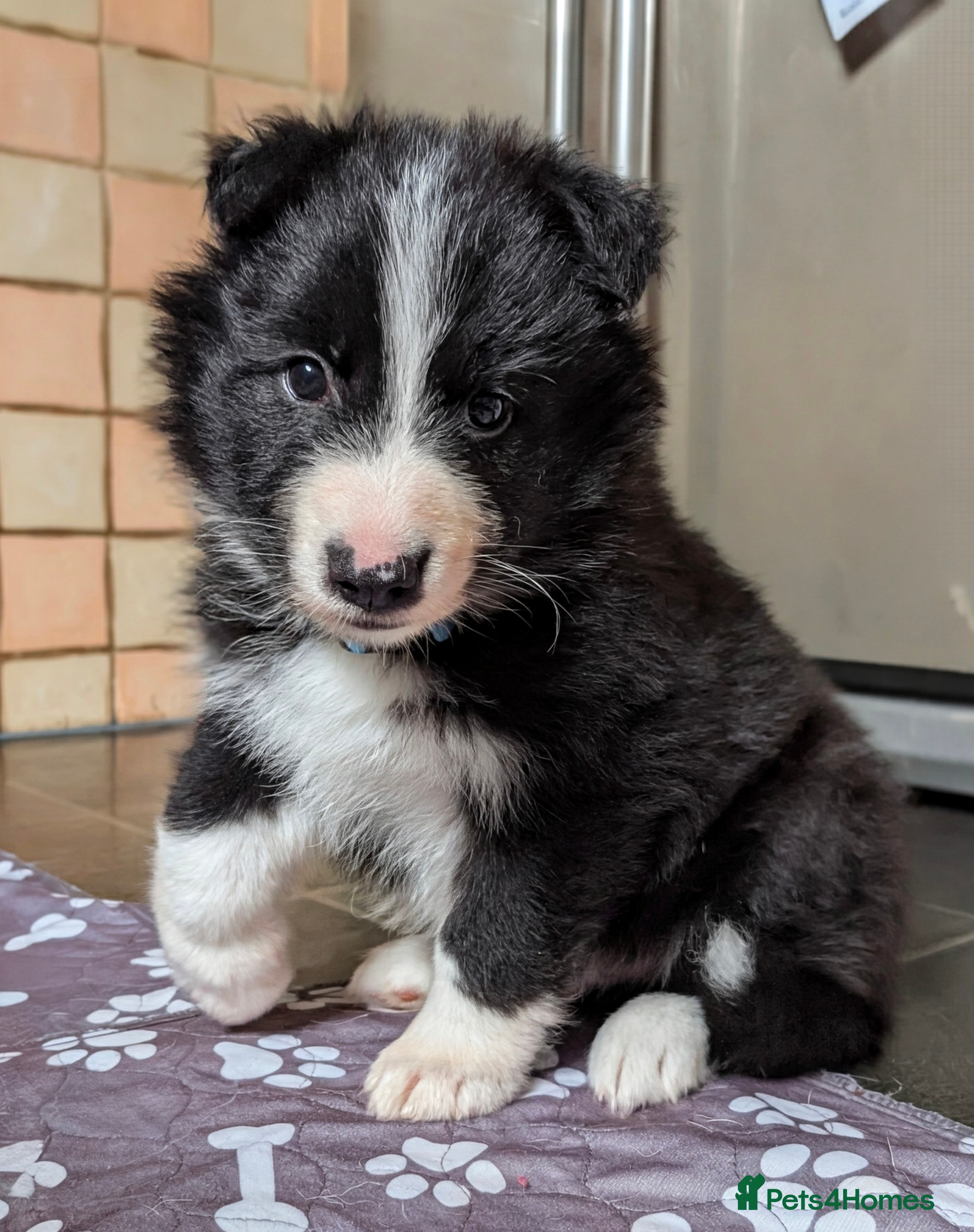 Mixed Breed dogs White Swiss Shepherd x Border Collie x Husky Pups - Advert 4