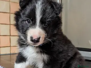 Mixed Breed dogs White Swiss Shepherd x Border Collie x Husky Pups - Advert 4