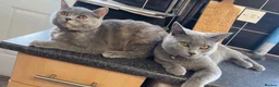 British Shorthair cats for sale: british hair sold as pair or separate  in Oldbury - Advert 1