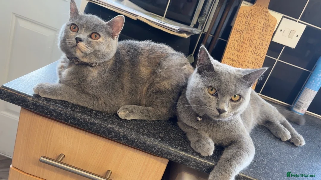 British Shorthair cats for sale: british hair sold as pair or separate  in Oldbury - Advert 1