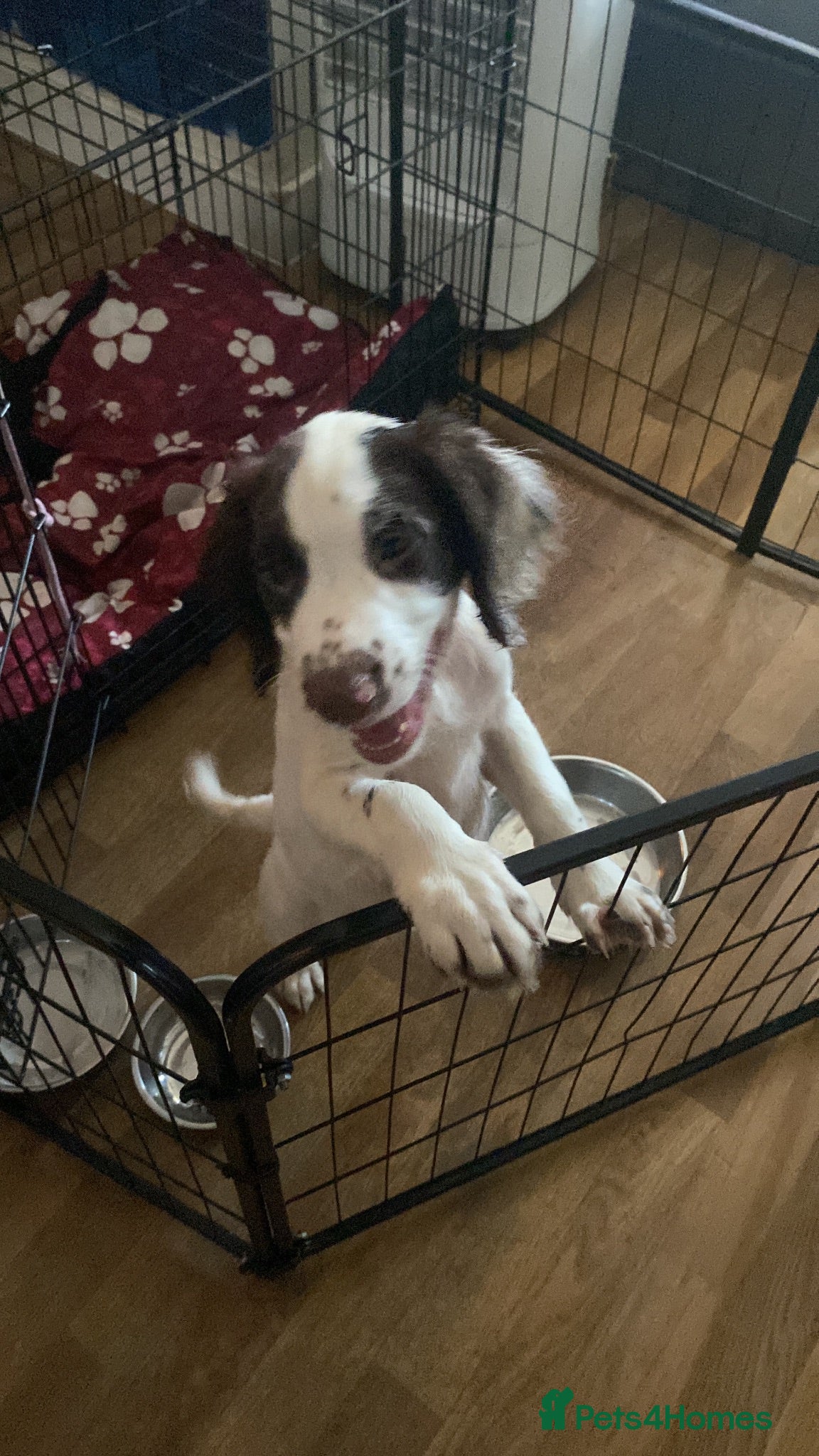 English Springer Spaniel dogs Sprocker ( half springer / working cocker  - Advert 15