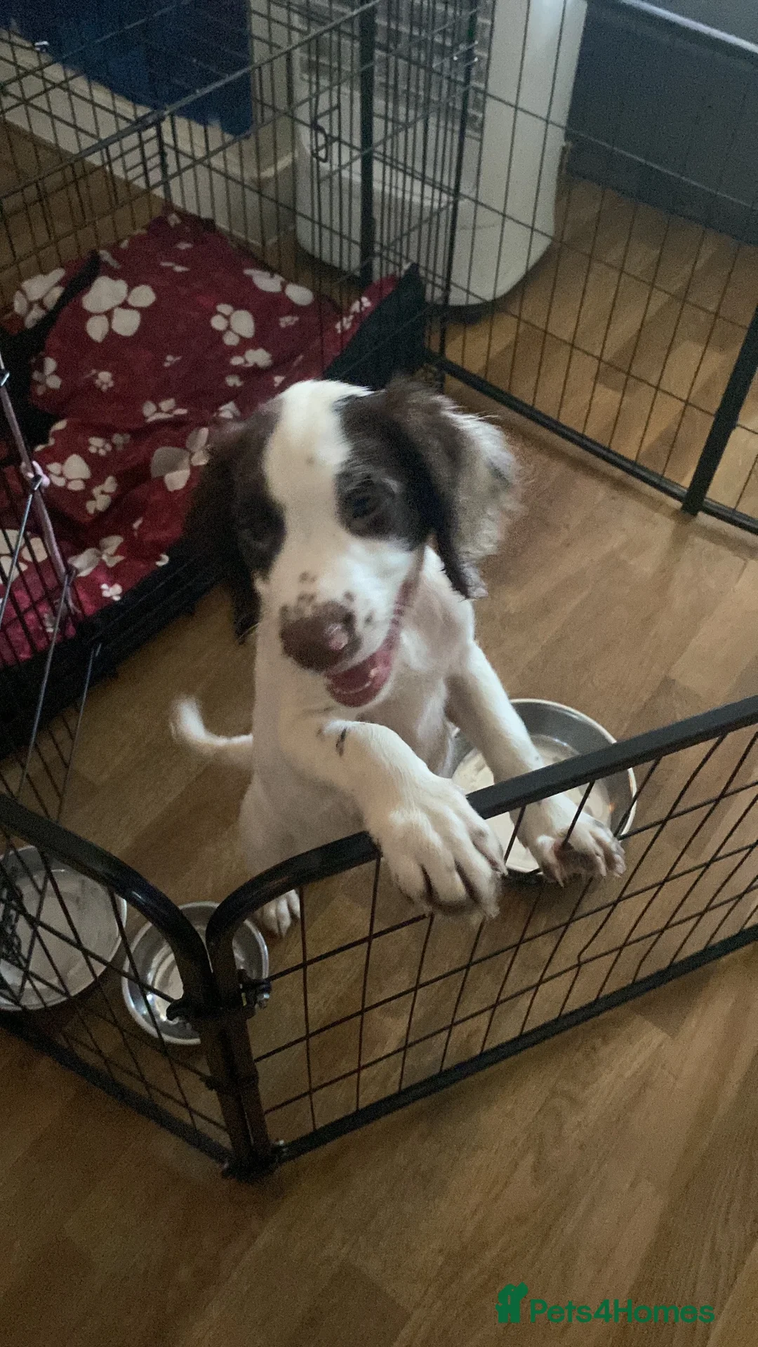 English Springer Spaniel dogs for sale: Sprocker ( half springer / working cocker  in Southampton - Advert 1