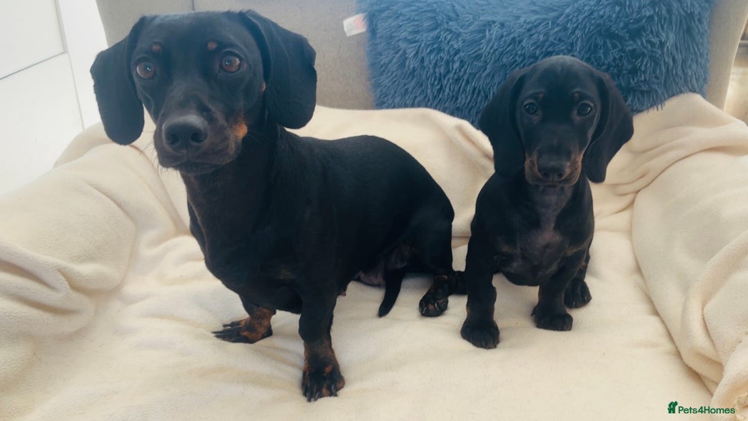 Dachshund dogs for sale: READY TO GO 🐶 Beautiful standard dachshund pups  - Image 4