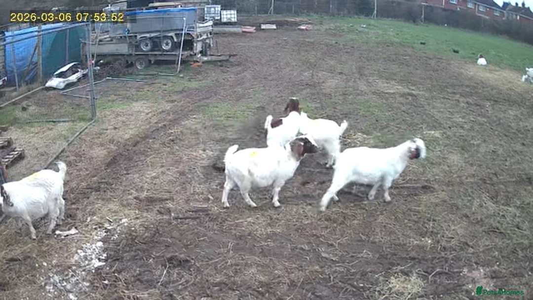 Goats livestock for sale: For Sale Boer Goats in Mansfield - Advert 2
