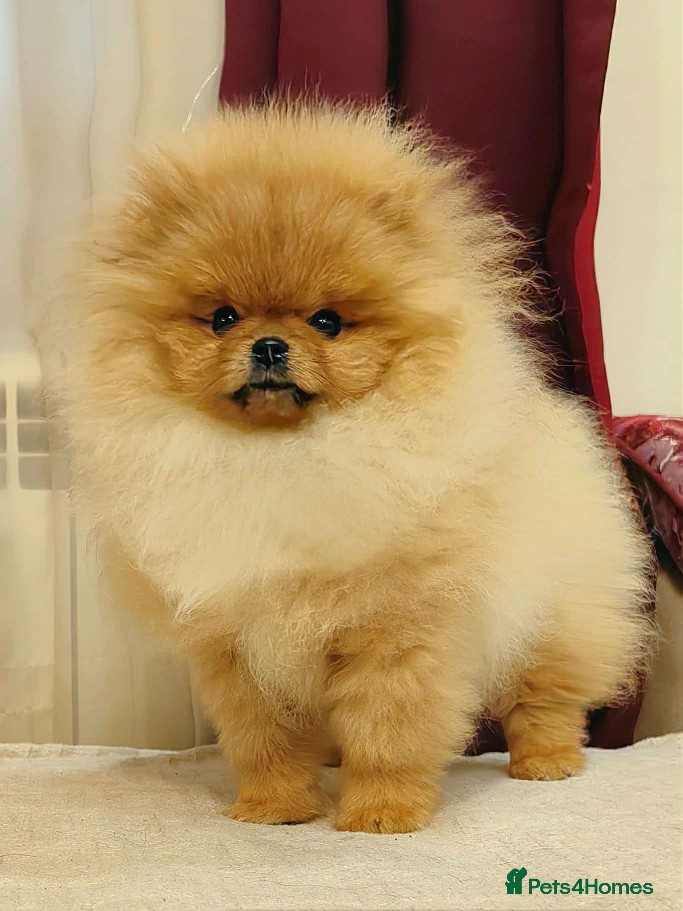 Pomeranian dogs Beautiful Pomeranian puppies - Advert 3