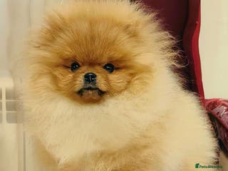 Pomeranian dogs Beautiful Pomeranian puppies - Advert 1