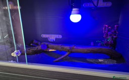 Snake reptiles for sale:  very tame banana pastel ball python and enclosure - Image 3